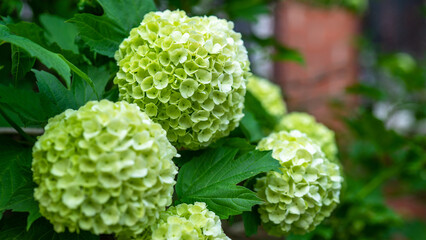 Viburnum opulus, guelder-rose or guelder rose is Old World species of flowering plant in family Adoxaceae. Garden plants and floriculture or flower growing