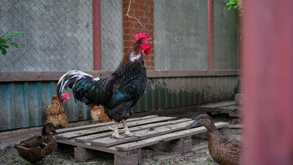 Poultry yard. Beautiful black cock crowing among chickens and ducks on summer day. Keeping and breeding poultry in private coop