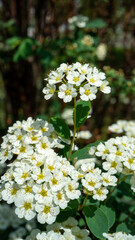 Spiraea cantoniensis or the Reeve's spiraea or bridalwreath spirea or double white may or Cape may or may bush is species of plant native to China, belonging to rose family Rosaceae. Vertical image