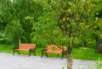 A young tree sapling with vibrant green and yellow leaves stands supported by stakes along a paved...