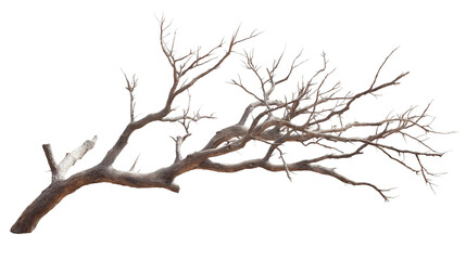 dry and decaying branches of tress  png , ai 