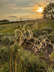 Naklejka premium Feather grass close-up on a summer field with soft backlight and natural dry earth background
