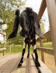 black and white goat