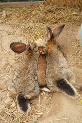 rabits with baby rabit