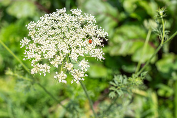 Ladybug sitting on white carrot flower soctum on green field. Growing carrot seeds.