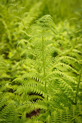 green fern leaves