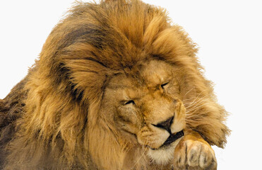 male lion head close up sad expression head resting on paws transparent background