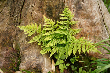 fern in the forest