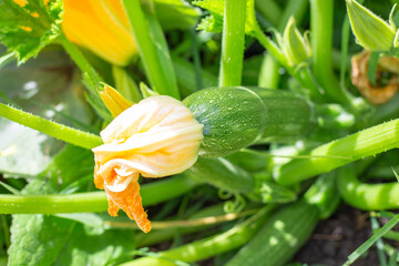 Close up of young zucchini plant growing in garden with bright yellow flower. Growing vegetables in...