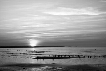 seagull at sunset on a sandy beach on the Baltic Sea in the evening