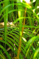 rough green snake hidden in a bush in a rainforest in Costa Rica