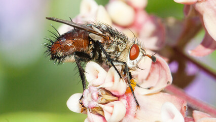 fly on a flower