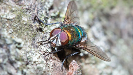 fly on leaf