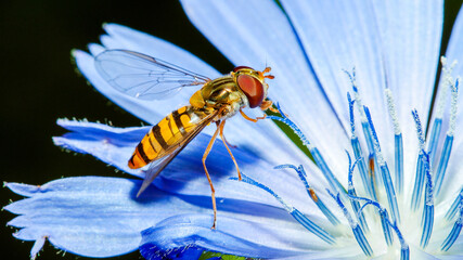 bee on a flower