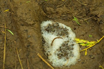 frog tadpoles in foam nest in Costa Rica