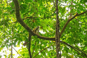squirrel monkey in a rainforest in Costa Rica