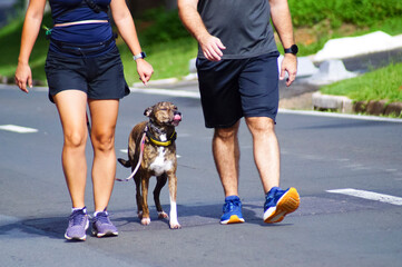 Medium-sized, brown, spotted dog, wearing a collar, licking its lips, walking on the street, between two people