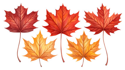 Autumn maple leaves red orange yellow isolated on a transparent background fall