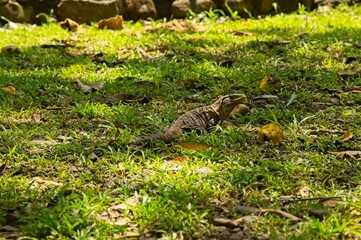 black iguana in Costa Rica