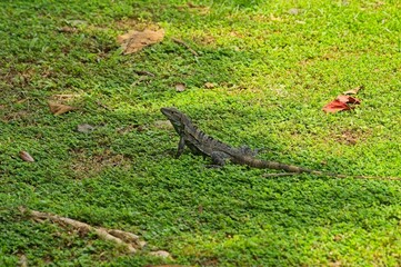black iguana in Costa Rica