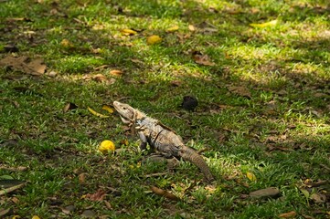 black iguana in Costa Rica