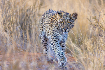 Junger Leopard läuft mit intensivem Blick auf die Kamera zu in der Kalahari-Savanne.