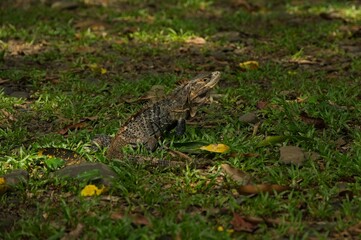 black iguana in Costa Rica
