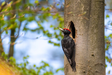 Black woodpecker at nest cavity in spring beech forest