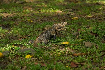 black iguana in Costa Rica