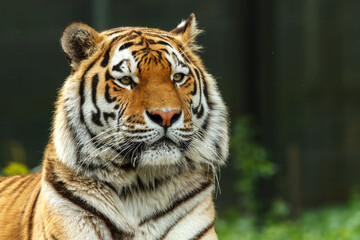 Tiger lying in its natural environment