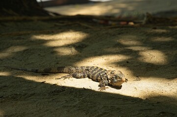 black iguana in Costa Rica