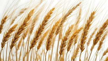 Golden Wheat Stalks Against Bright White Background
