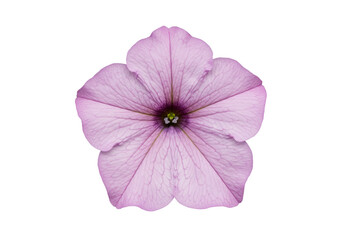 Delicate Light Purple Flower with Veined Petals and Greenish-Yellow Center &ndash; Isolated Botanical Illustration