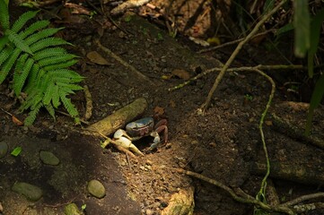 halloween crab in Costa Rica