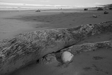 black and white picture of a palm fruit and a tree trunk at Matapolo beach in Savegre in Costa Rica