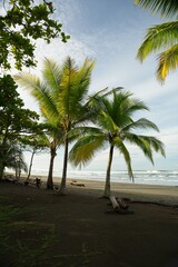 palm trees at Matapolo beach in Savegre in Costa Rica