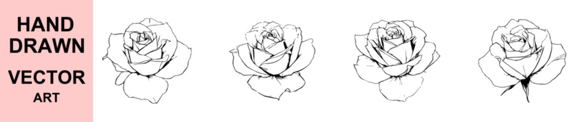 Detailed single rose head vector illustration in hand drawn style, ideal for botanical art, romantic prints, tattoo designs, floral logos, and digital decorations.