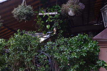 Outdoor Greenery Hanging Plants and Lush Foliage in an Urban Setting