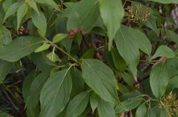 Close-up of Green Leaves on Branches