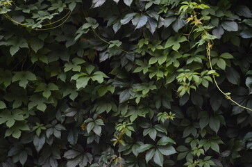 Dense Foliage of Virginia Creeper Vines