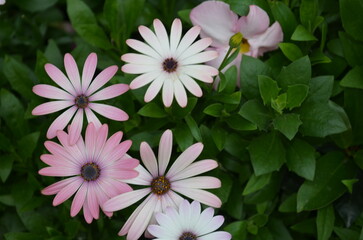 Close-up of vibrant African daisies in a lush garden setting