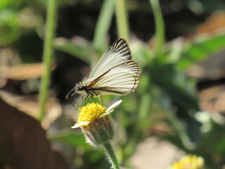 As borboletas e as flores.
