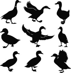 Fototapeta premium Duck silhouette bundle vector A collection of 12 black silhouettes in various poses, including jumping, standing, sitting. Each silhouette is clean and minimal,contrast, no details inside the shapes, 