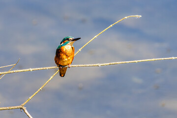 Eisvogel 22