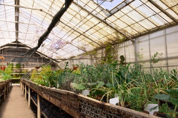 Fototapeta premium Organized plant rows show healthy development in a controlled environment.