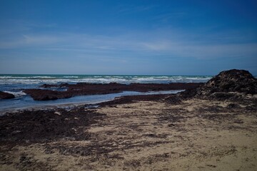 Seaweed-Covered Beach with Ocean Waves under Blue Sky. Ideal for illustrating environmental issues,...