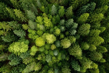 Exploration of a vibrant green woodland ecosystem showcasing a rich variety of trees from a top down aerial perspective in the heart of nature