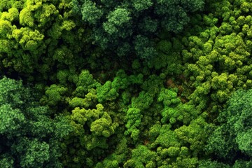 Green moss-covered forest canopy creates a vibrant natural texture inviting exploration and discovery in a serene wilderness landscape