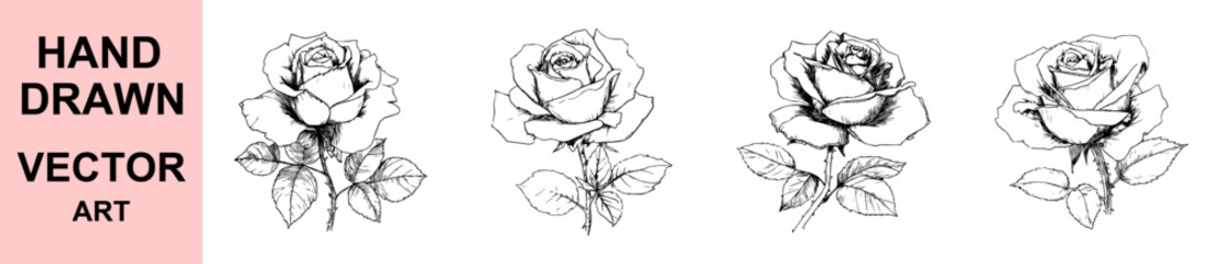 Fototapeta premium Detailed hand drawn rose flower sketch vector illustration with leaves, perfect for vintage tattoo art, romantic projects, floral decorations, and botanical inspired designs