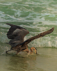 Fototapeta premium Coastal nature scene featuring a solitary great blue heron in motion. A calm and minimal moment from the shore, captured during golden hour.